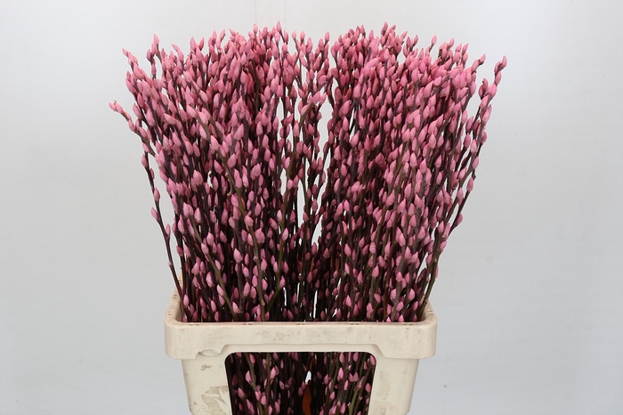 <h4>Salix Caprea Snow Flake P. Light Pink</h4>