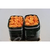 R Gr Special Mix Orange