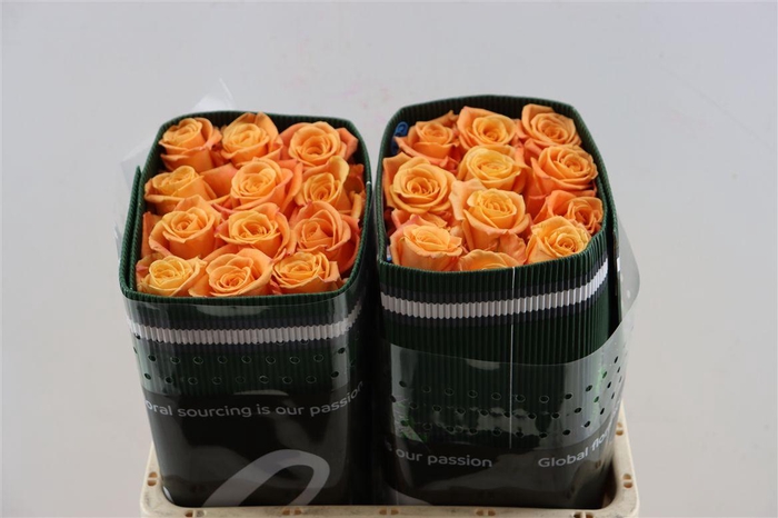 R Gr Special Mix Orange