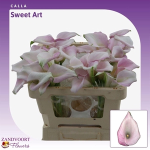 Calla Sweet Art | Dubbelbloemig