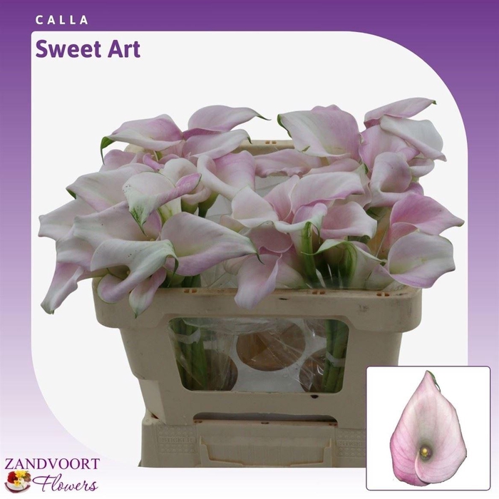 <h4>Calla Sweet Art | Dubbelbloemig</h4>