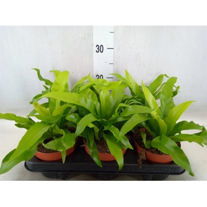 Asplenium antiquum