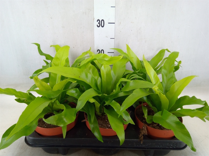 <h4>Asplenium antiquum</h4>