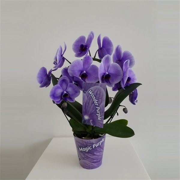 <h4>Wonder Spiegelboog Purple</h4>