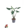 Alocasia zebrina