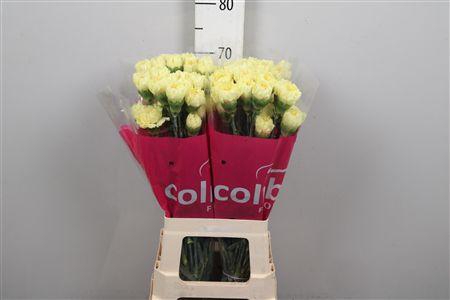 <h4>Di St Hermes</h4>