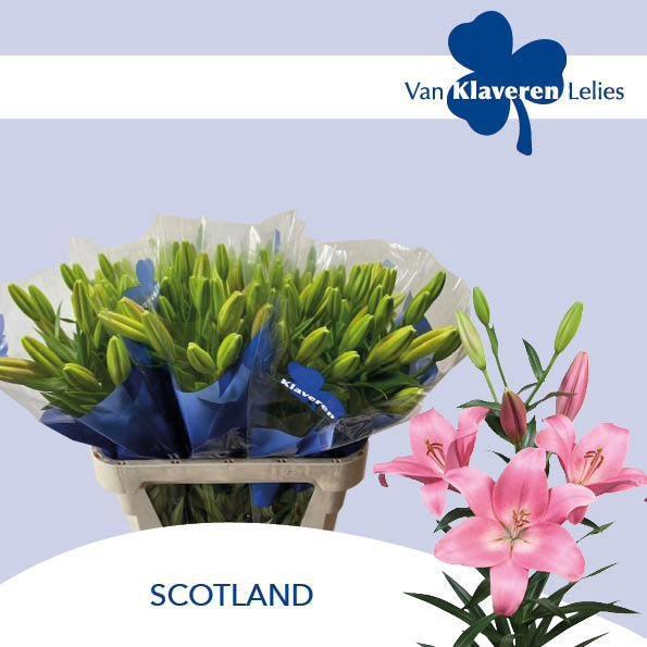 <h4>LI LA SCOTLAND</h4>