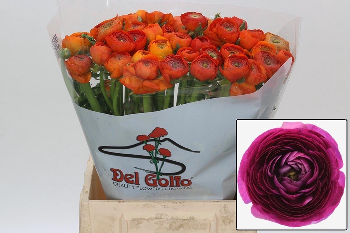 <h4>RAN PAULINE VIOLET</h4>