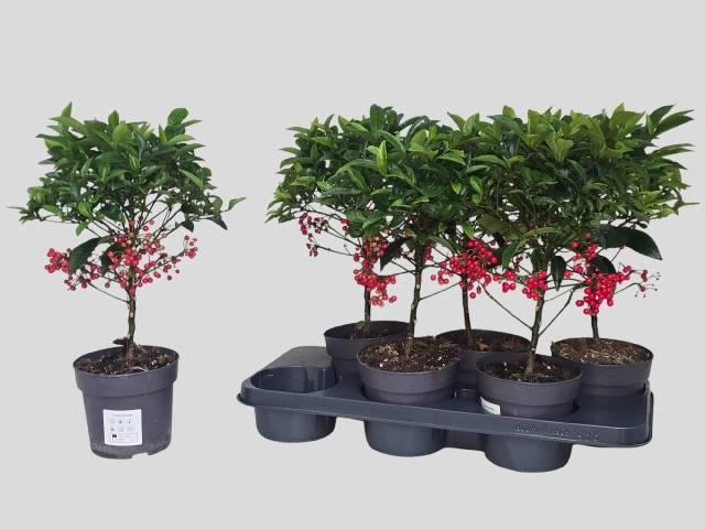 <h4>ARDIS CRENATA</h4>