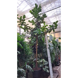 Ficus Lyrata stam 580