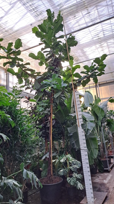 <h4>Ficus Lyrata stam 580</h4>