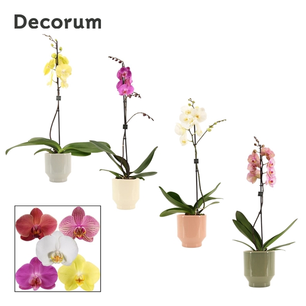 <h4>Phalaenopsis 1 tak 9+ mix in Pato (Deco-collection)</h4>