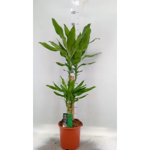 Dracaena frag. 'Steudneri'