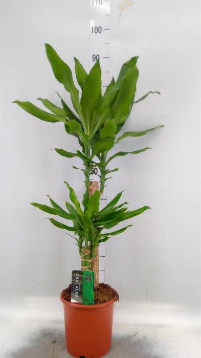 <h4>Dracaena frag. 'Steudneri'</h4>