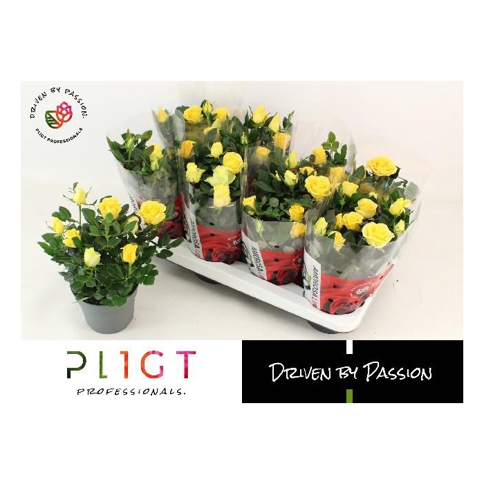 <h4>RO LOVE FOR YELLOW</h4>