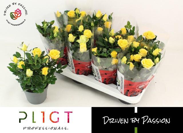 <h4>RO LOVE FOR YELLOW</h4>