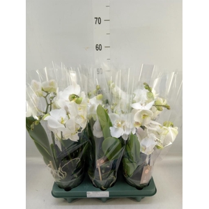 Phalaenopsis  'Spirit White'