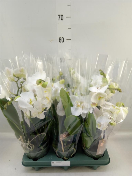 <h4>Phalaenopsis  'Spirit White'</h4>