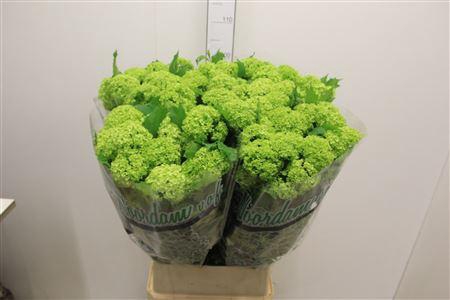 <h4>Viburnum Roseum St</h4>