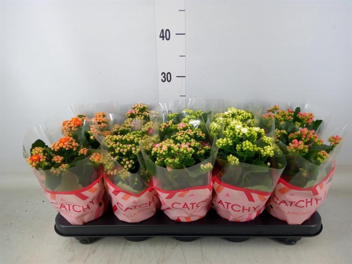 <h4>Kalanchoe blos.   ..rosebud mix  5</h4>