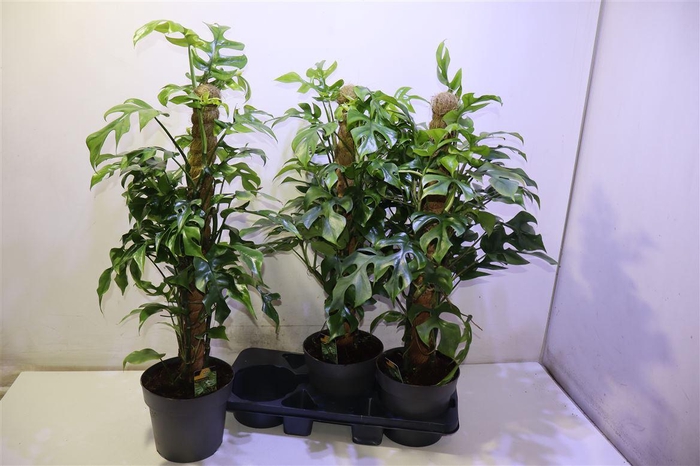 <h4>arr8 Phil Overig</h4>