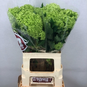 Viburnum L.60 2-4 flowers