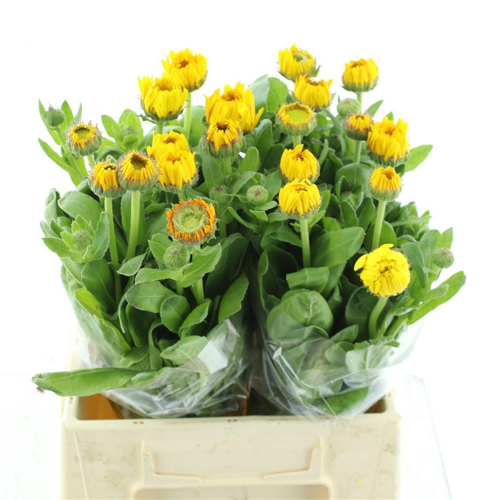 <h4>Calendula Yellow</h4>