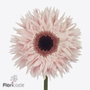 Gerbera diamong gerspider abu+