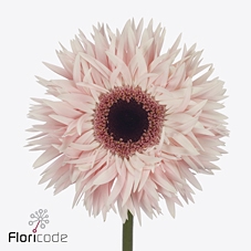 Gerbera diamong gerspider abu+