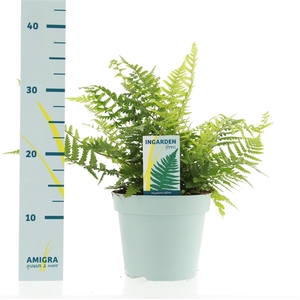 Dryopteris affinis