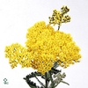 Achillea Ovation