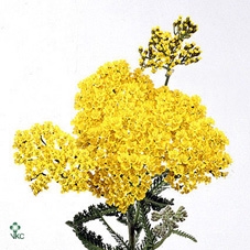 Achillea Ovation
