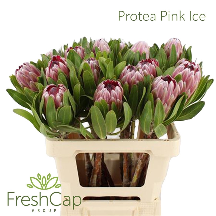 <h4>Protea Pink Ice</h4>