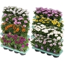 Osteospermum mixkar met 1 laag specialties Decorum