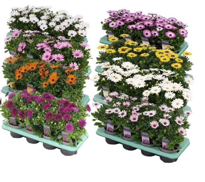 Osteospermum mixkar met 1 laag specialties Decorum