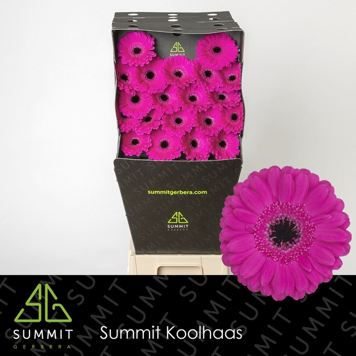 <h4>Germini Anna Diamond per kaart</h4>