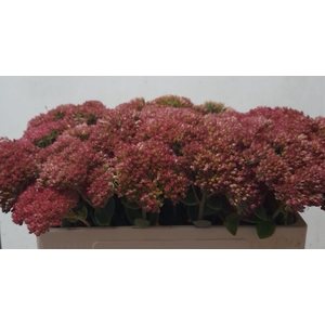 SEDUM HERBSTFREUDE