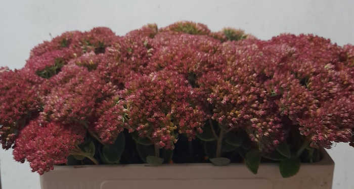 SEDUM HERBSTFREUDE