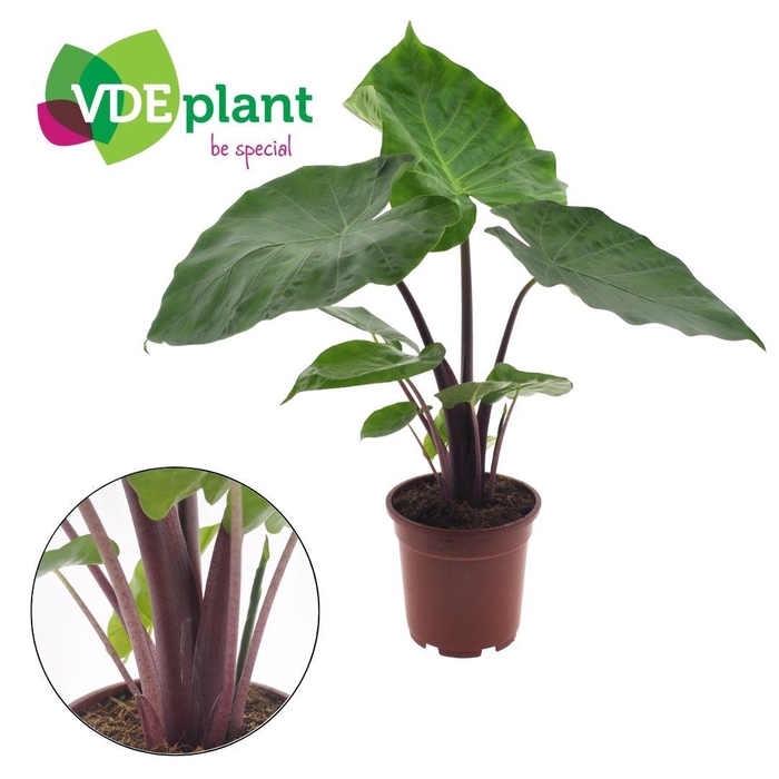 <h4>Alocasia Imperial Red</h4>