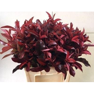 Photinia fraseri 'Red Robin'