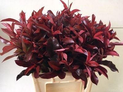 <h4>Photinia fraseri 'Red Robin'</h4>