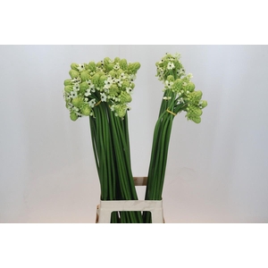 Ornithogalum Saundersiae