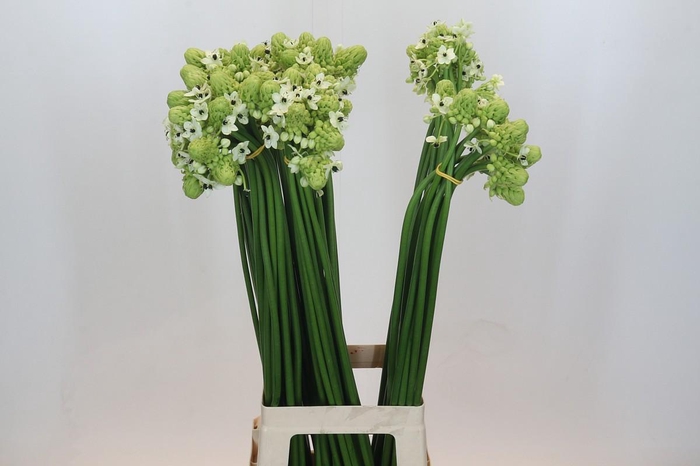 <h4>Ornithogalum Saundersiae</h4>