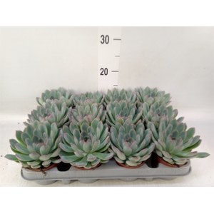 Echeveria  'Apus'