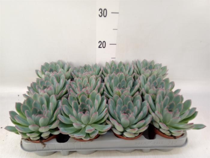 <h4>Echeveria  'Apus'</h4>
