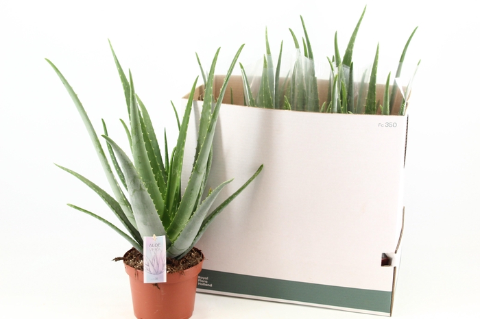 <h4>ALOE VERA</h4>