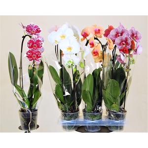 Cascade XXL 1 tak 5 kleuren gemengd