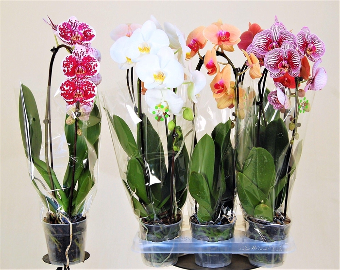 <h4>Cascade XXL 1 tak 5 kleuren gemengd</h4>