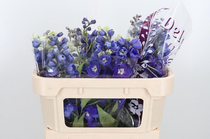 <h4>Delph Du Gem</h4>