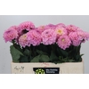 Dahlia Wizard of Oz